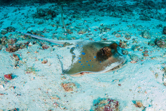 A blue-spotted Kuhl's Stingray on the sandy floor on a dark tropical coral reef in the Similan Islands