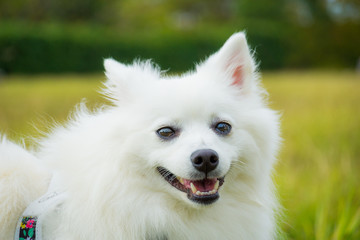 スピッツ　日本スピッツ　犬　白い犬