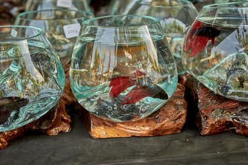 Red Veil-tail Betta fish in a small glass aquarium souvenirs from Bali close-up