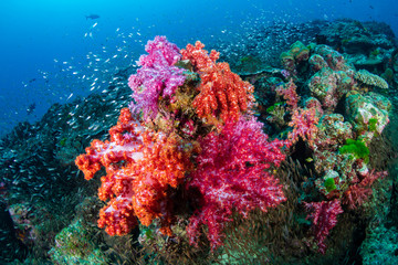 Fototapeta na wymiar Beautiful, colorful corals on a tropical coral reef in the Similan Islands