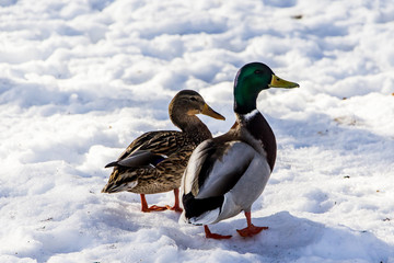 Wild ducks in winter on a snow background. A flock is looking for food.