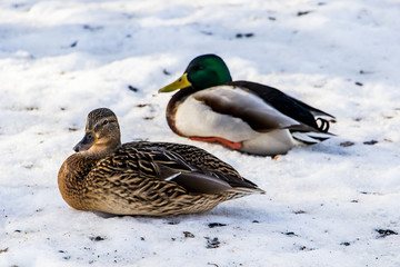 Wild ducks in winter on a snow background. A flock is looking for food.