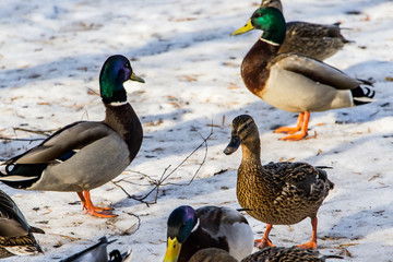 Wild ducks in winter on a snow background. A flock is looking for food.