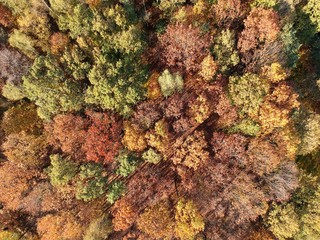 Autumn colors from drone. Colorful deciduous trees.