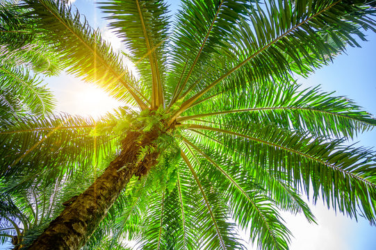 Palm tree Palm Oil Green leafy bushes with the sun's rays shining.