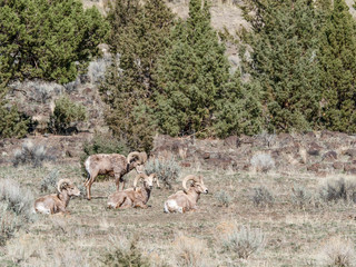 Fototapeta premium Wildlife in the High Desert of Oregon
