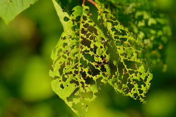 Gallmilben (Eriophyidae) an einem Blatt