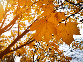 Yellow Maple leaves on the tree background