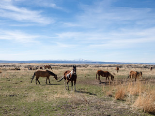 Fototapeta premium Wildlife in the High Desert of Oregon