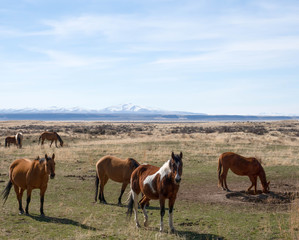Fototapeta premium Wildlife in the High Desert of Oregon