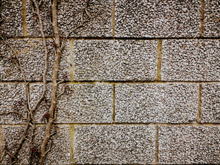 A wall with dry ivy background