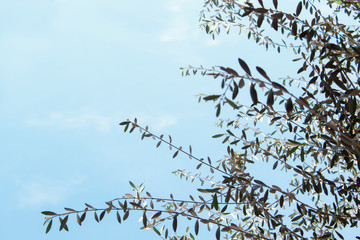 Branches over a bright blue sky.