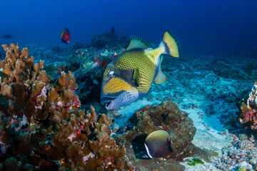 Large Titan Triggerfish feeding on a tropical coral reef in Thailand