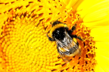 Bumblebee on Sunflower