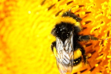 Bumblebee on Sunflower