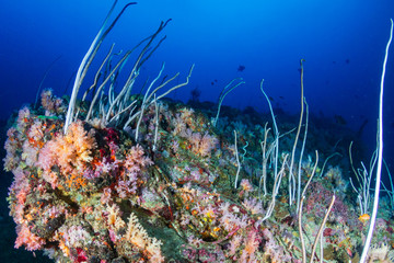 Fototapeta na wymiar Beautiful, colorful soft and hard corals on a tropical coral reef (Koh Bon, Similan Islands)