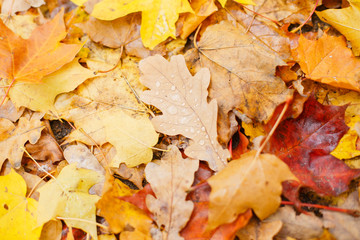  Fallen autumn yellowed leaves on a wet sidewalk. Autumn in the city