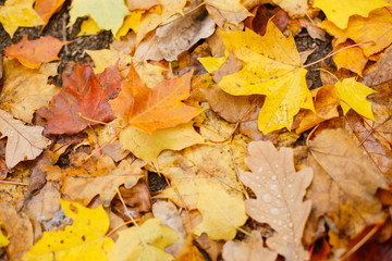  Fallen autumn yellowed leaves on a wet sidewalk. Autumn in the city