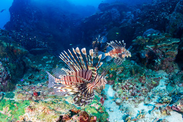 Naklejka na ściany i meble Lionfish on a dark, murky tropical coral reef
