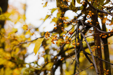  Autumn yellow leaves on tree branches. Beautiful bright juicy leaves, the concept of warm autumn in the city and city parks, natural beauty