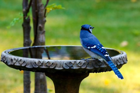 Blue Jay perched on birdbath looking away