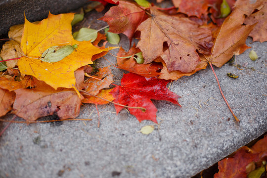  Fallen autumn yellowed leaves on wet asphalt, leaves on the stairs. Autumn in the city