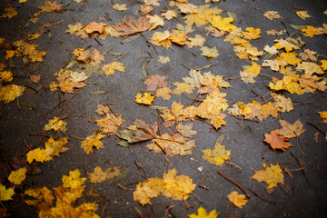 Obraz premium Fallen autumn yellowed leaves on wet asphalt. Autumn in the city