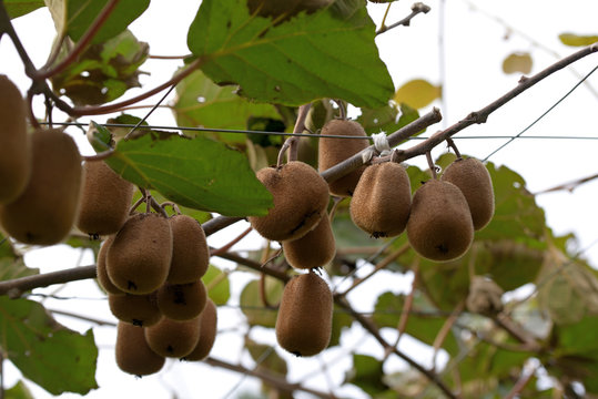 Fruits of kiwi, on the branch