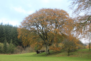 Obraz premium tree in the park