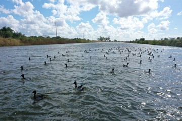 birds on the lake © Alfredo