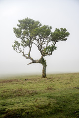 single tree in Fanal forest on Madeira