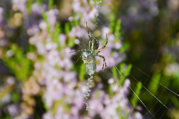 Spider with prey on a web