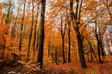 Herbstwald