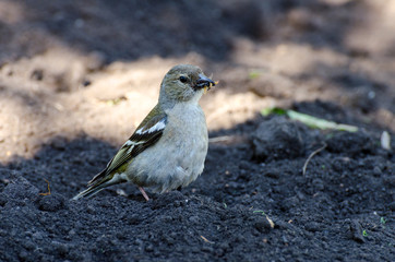 bird with prey