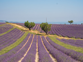 France, august 2019, Provence: Beautiful lavender fields on the Plateau of Valensole.