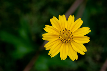 yellow flower on green background of grass