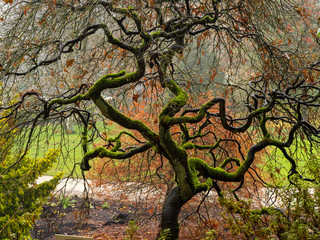 Mossy twisted branches of an Acer tree on a wet autumn morning in a Yorkshire garden