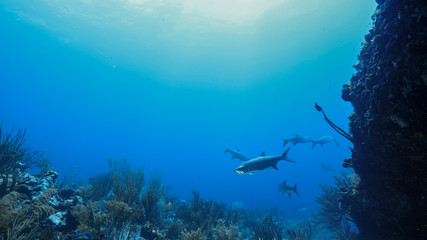 Seascape of coral reef in Caribbean Sea / Curacao with Tarpon  fish, coral and sponge