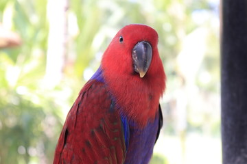 A beautiful view of Bird Park in Bali, Indonesia