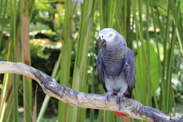 Obraz premium A beautiful view of Bird Park in Bali, Indonesia