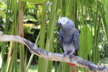 Obraz premium A beautiful view of Bird Park in Bali, Indonesia