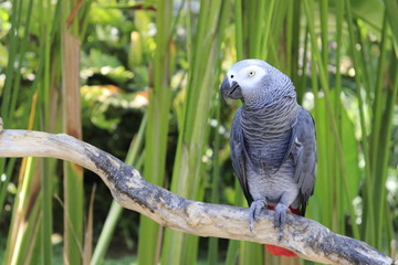 A beautiful view of Bird Park in Bali, Indonesia