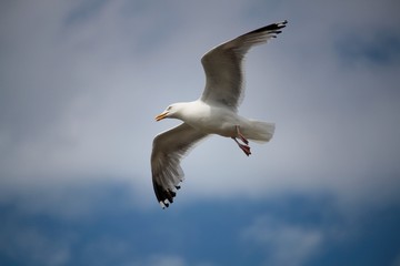 Goéland
