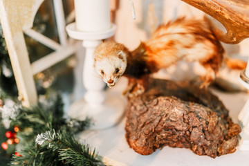 New Year 2020. Ferret. New Year mood, Christmas tree, Christmas tree toys.
