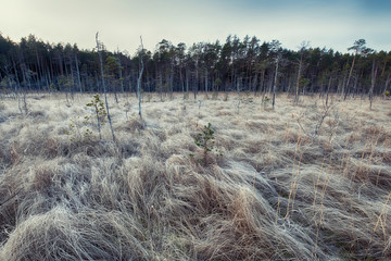 The first frost on the grass in the swamps in the forest. Waves on a frosty gray field from hoarfrost  autumn in November in the national park of the Lammin Suo