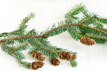 Decorative christmas composition on a white background/ pine branches, pine cones/  Merry Christmas / Happy New Year