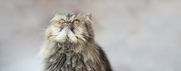 Adorable cat with  funny posture at home.