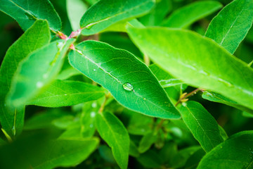 Fresh green leaves of honeysuckle with water drops in the garden. Selective focus. Shallow depth of field.