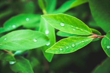 Fresh green leaves of honeysuckle with water drops in the garden. Selective focus. Shallow depth of field.