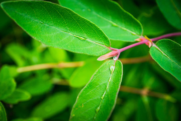 Fresh green leaves of honeysuckle with water drops in the garden. Selective focus. Shallow depth of field.